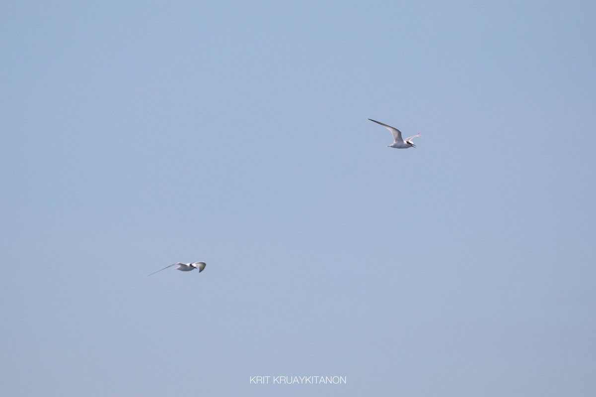 Little Tern - ML460930571