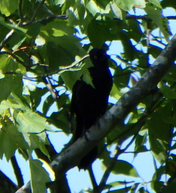 Common Grackle - ML460930691