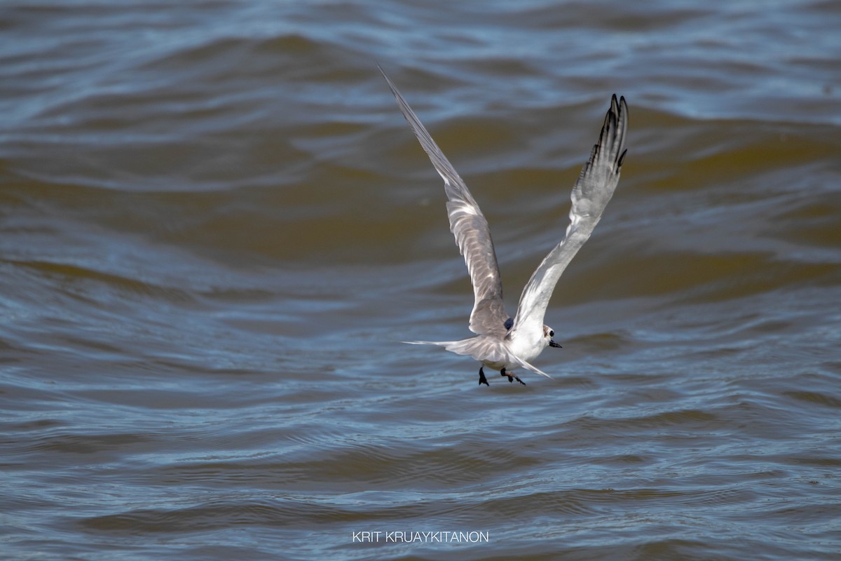 Aleutian Tern - ML460930751