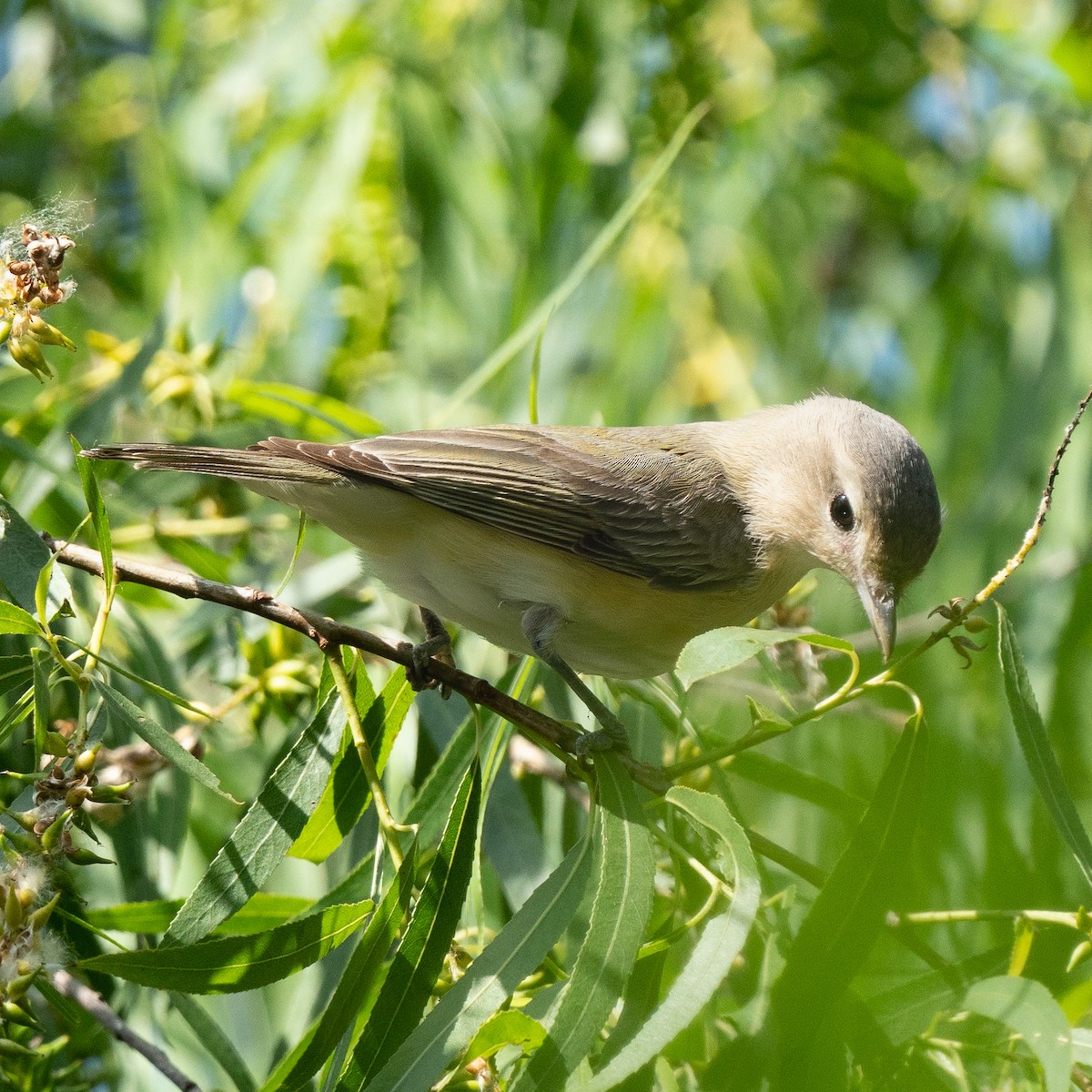 Ötücü Vireo - ML460930991