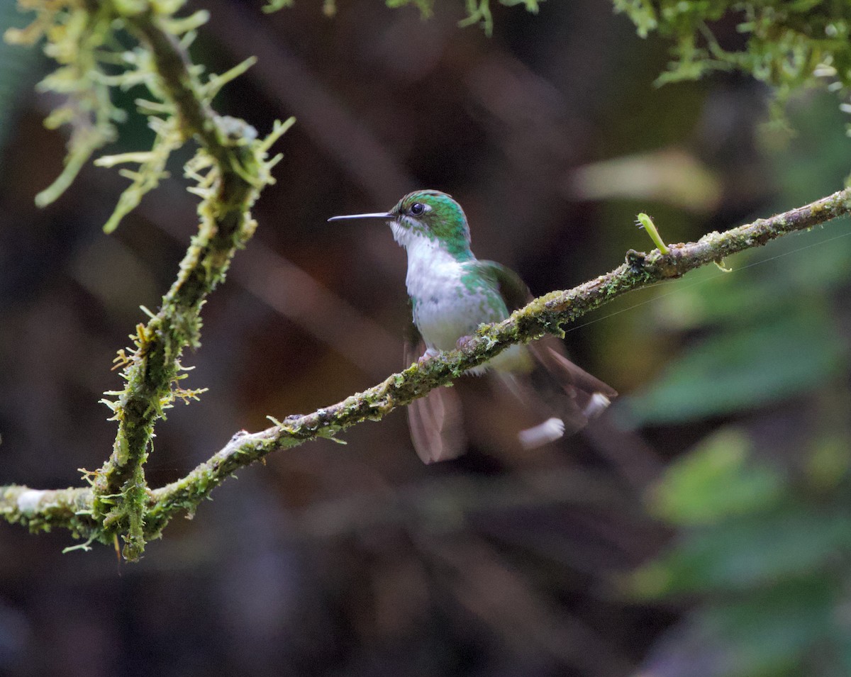 kolibřík andský - ML460931331
