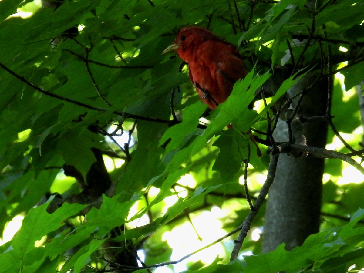 Summer Tanager - Christopher Whiteley