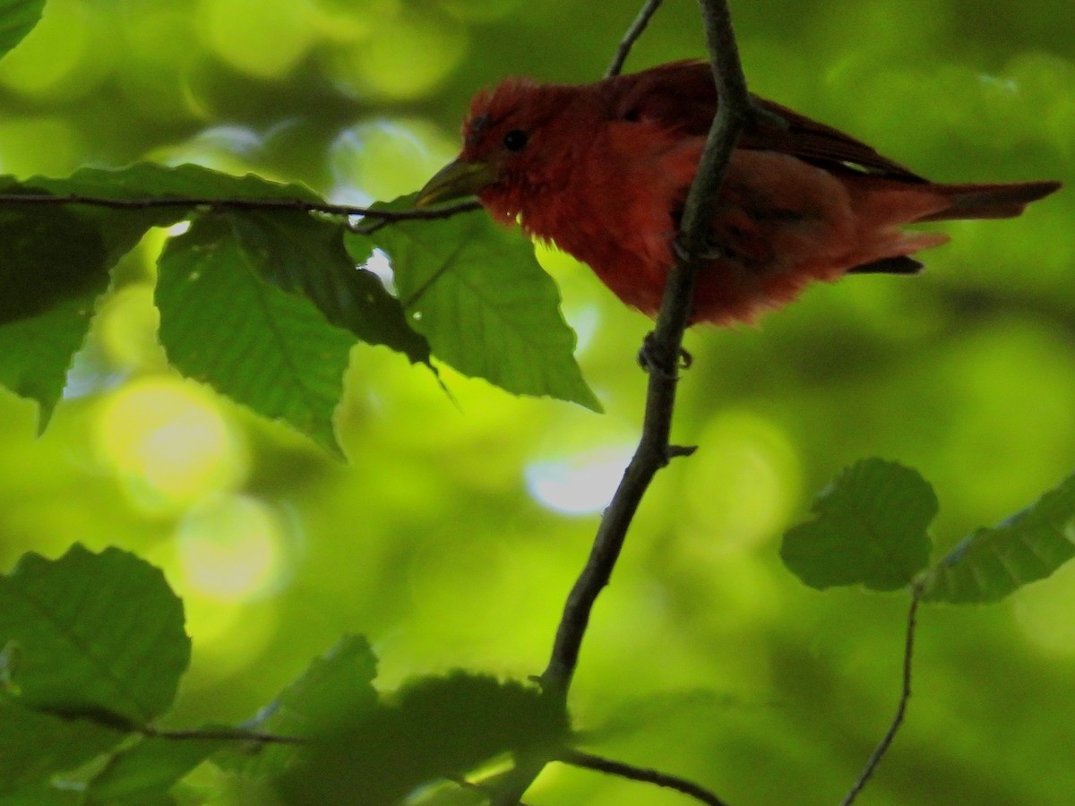 Summer Tanager - Christopher Whiteley