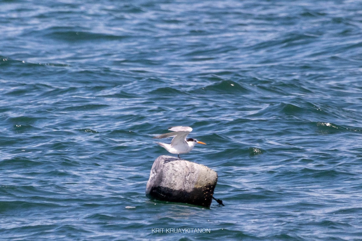 Lesser Crested Tern - ML460931601