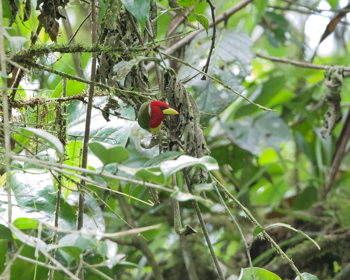 Red-headed Barbet - ML460931651