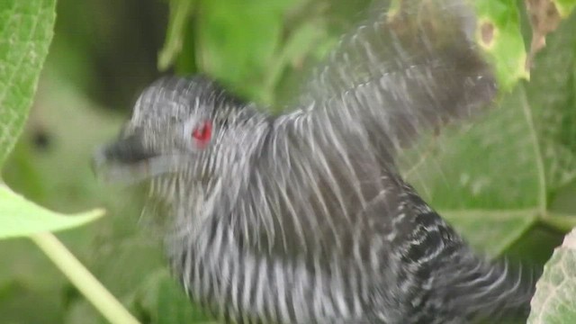 Fasciated Antshrike - ML460932761