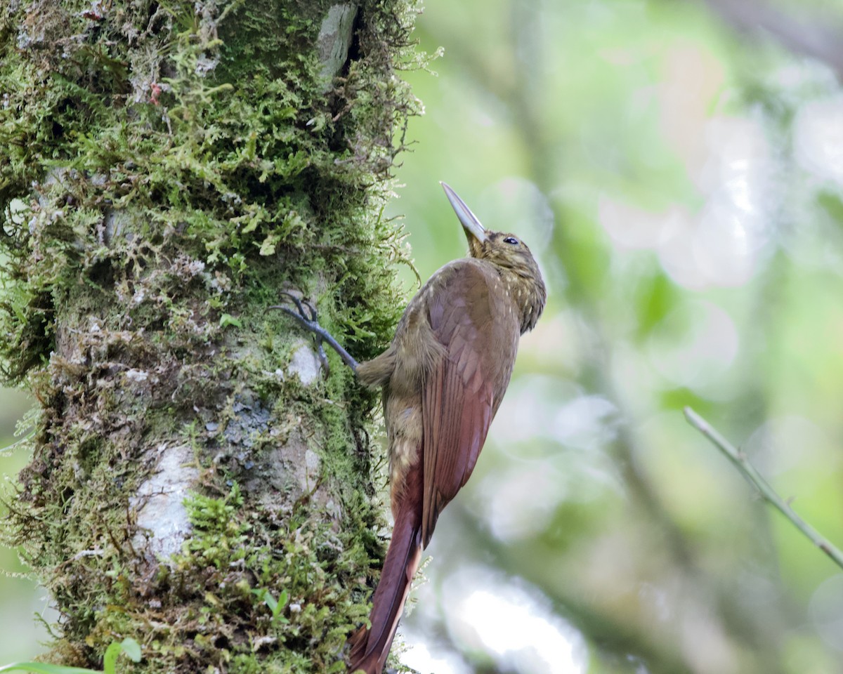 Spotted Woodcreeper - ML460933331