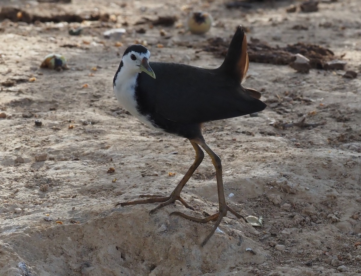 White-breasted Waterhen - ML460933951