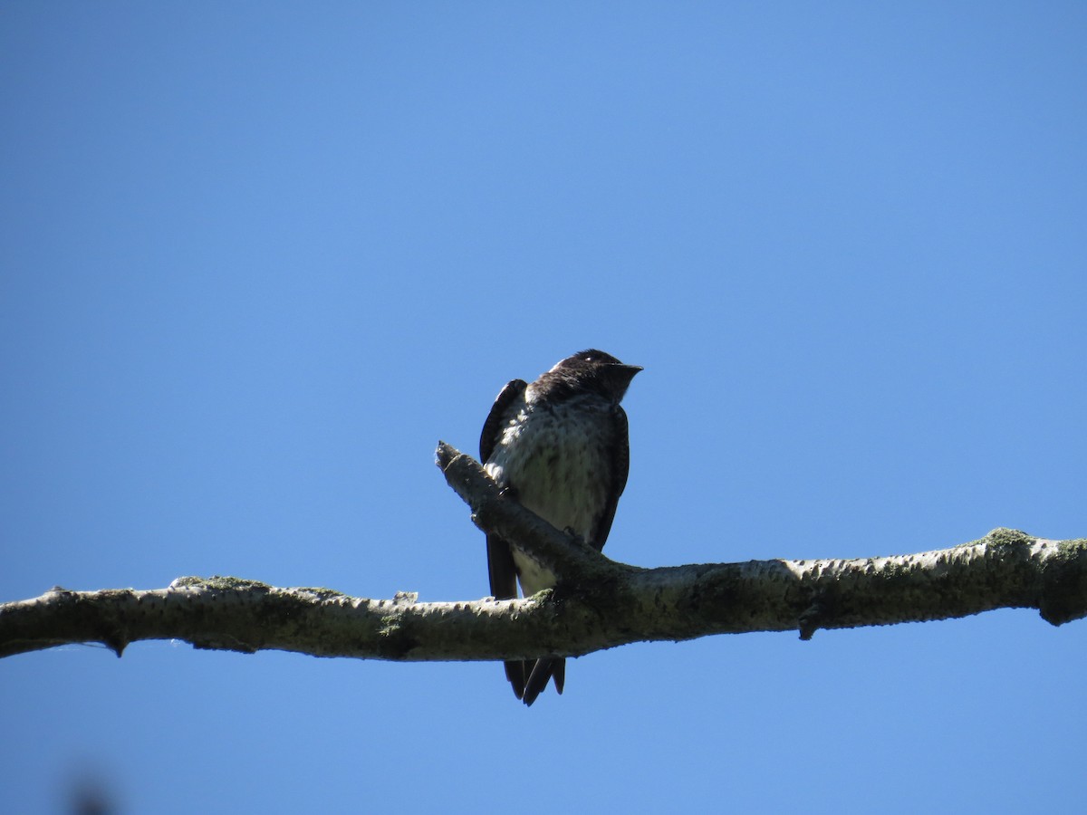 Purple Martin - ML460934131