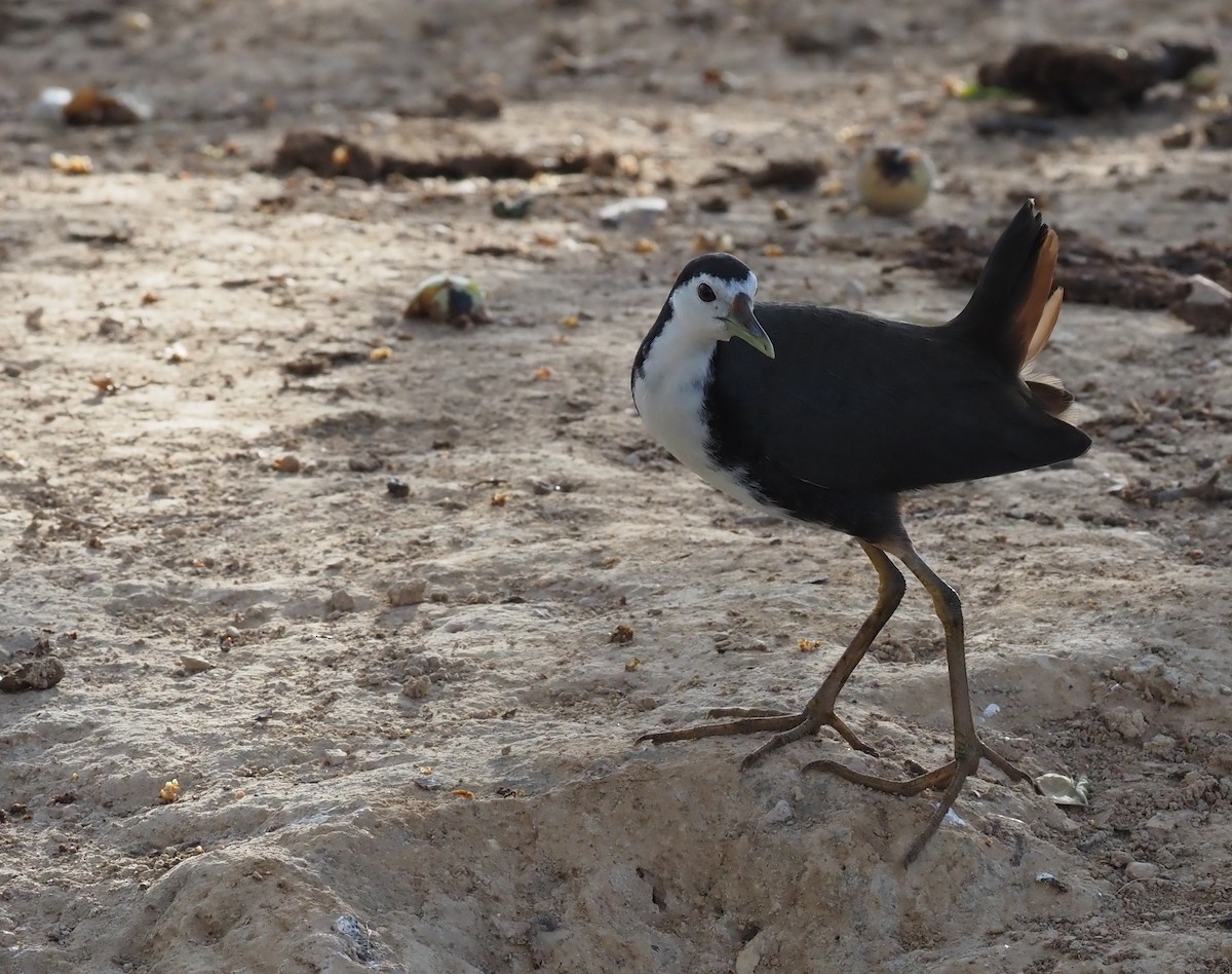 White-breasted Waterhen - Stephan Lorenz