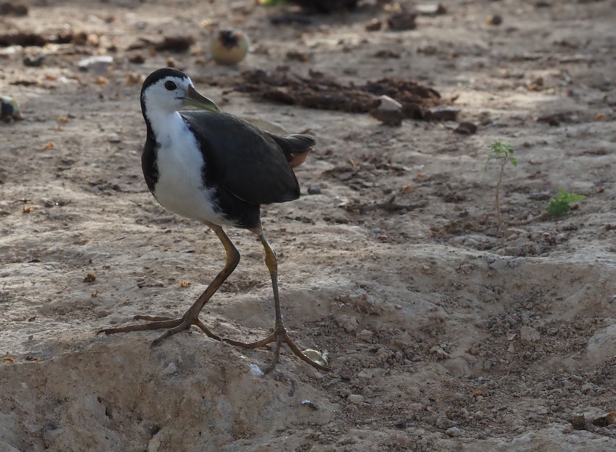 White-breasted Waterhen - ML460934431