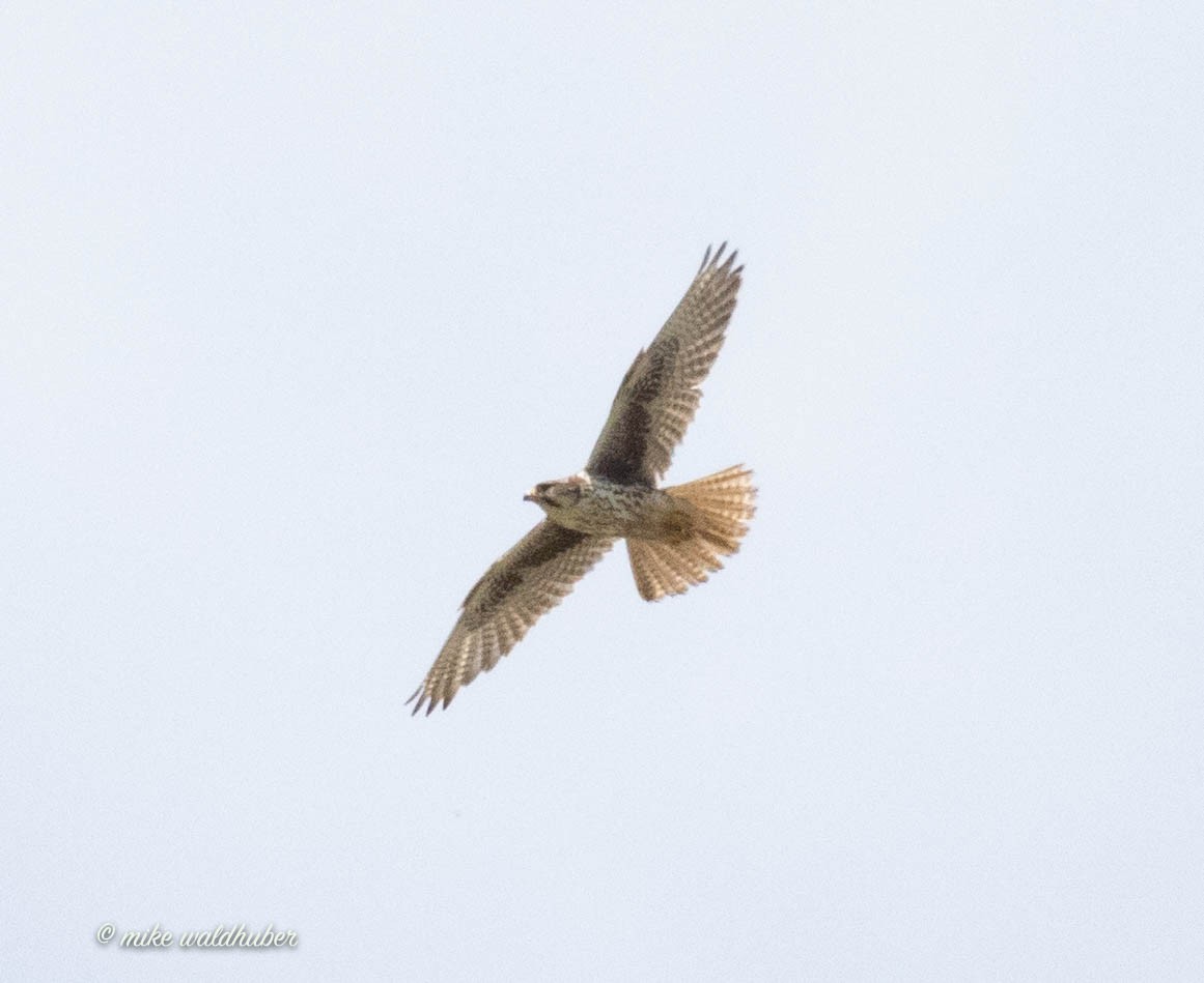 Prairie Falcon - Mike Waldhuber