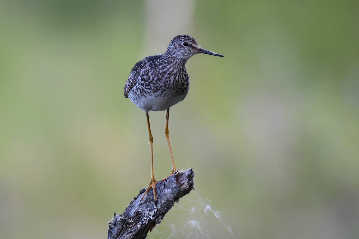 Greater Yellowlegs - ML460936921