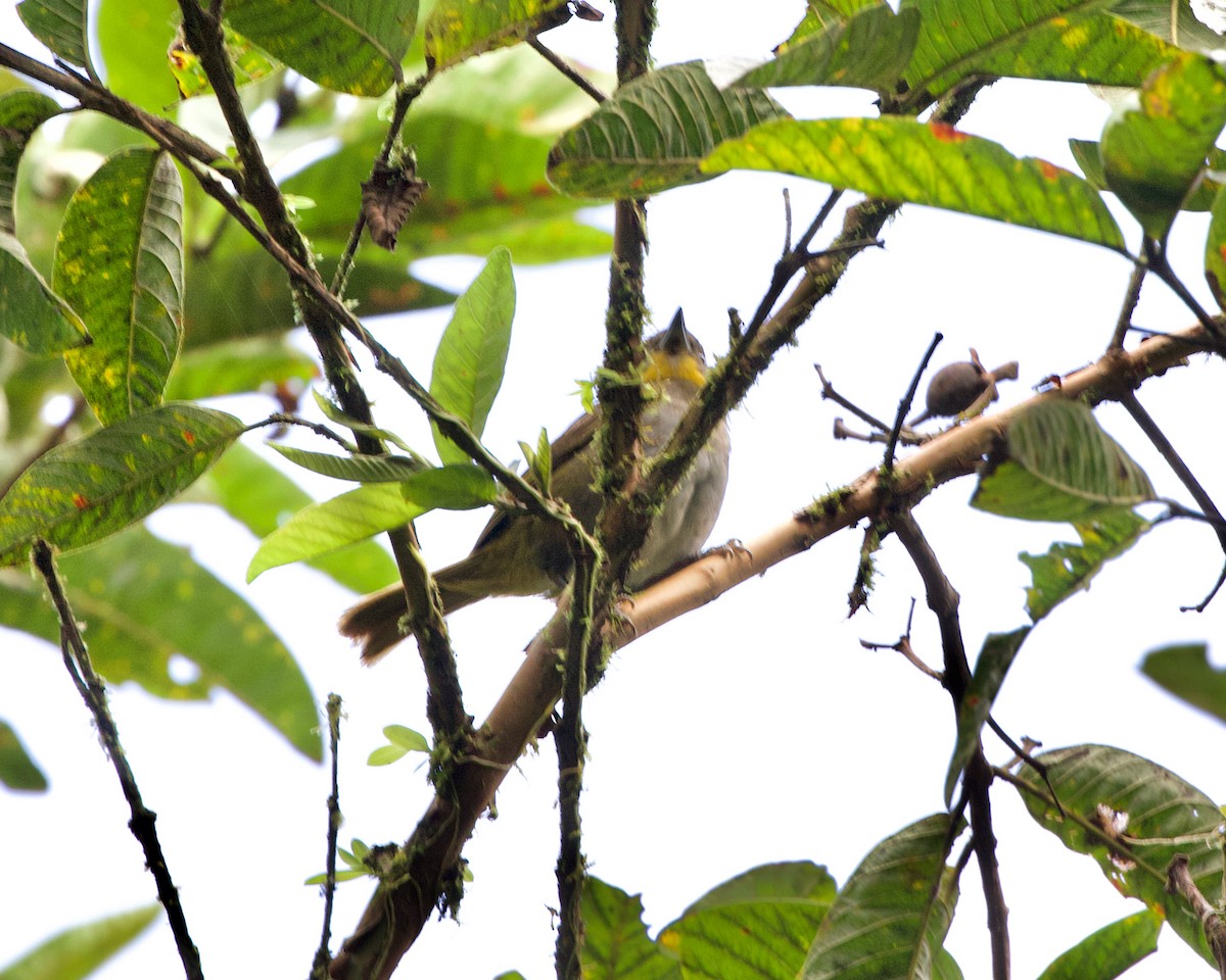 Yellow-throated Chlorospingus - ML460937401