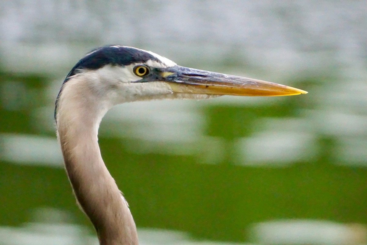 Great Blue Heron - Laura Sisitzky