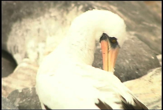 Nazca Booby - ML460938