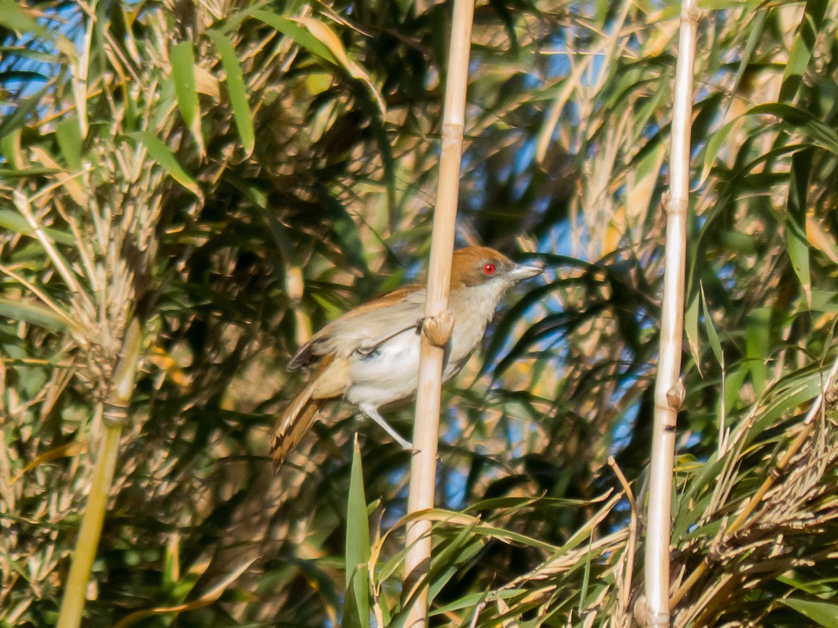 Great Antshrike - ML460942031