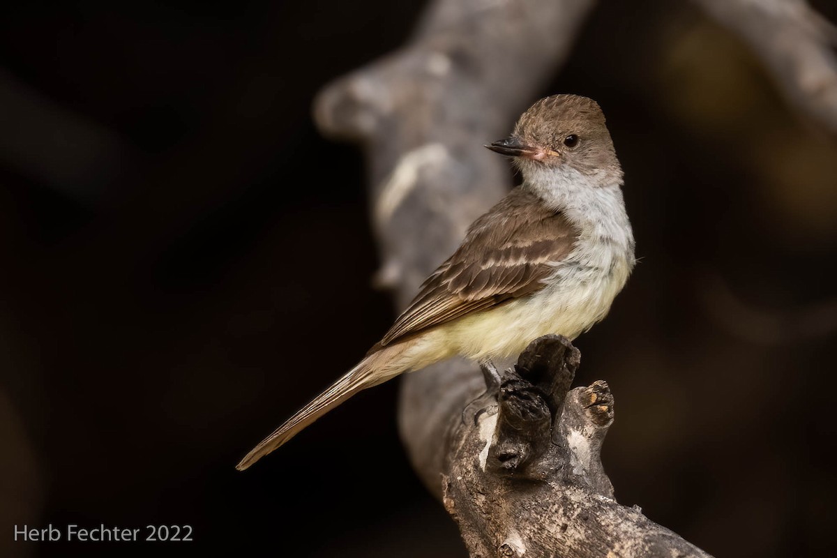 Nutting's Flycatcher - ML460943691