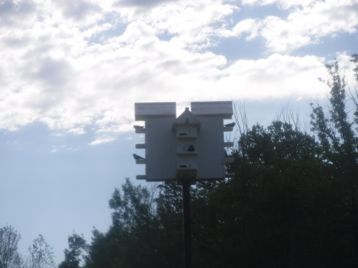 Purple Martin - ML460945051