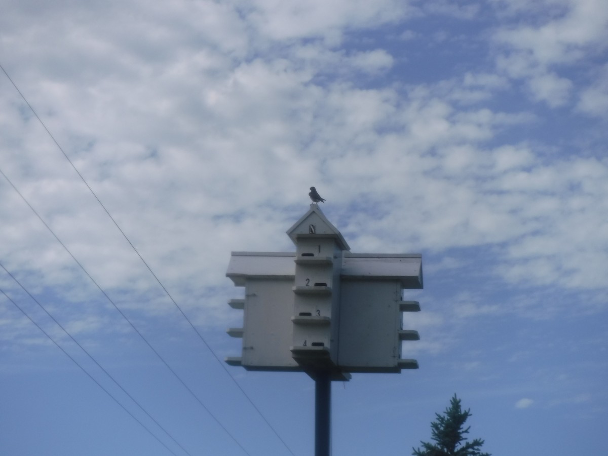 Purple Martin - ML460945081