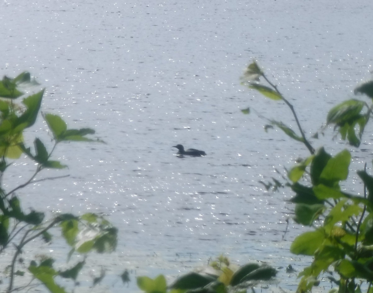 Common Loon - ML460946771