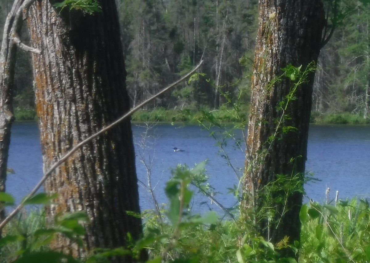 Common Loon - ML460946801