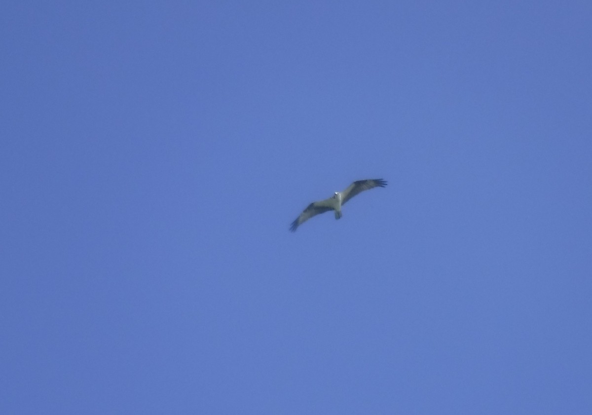 Osprey - ML460946901