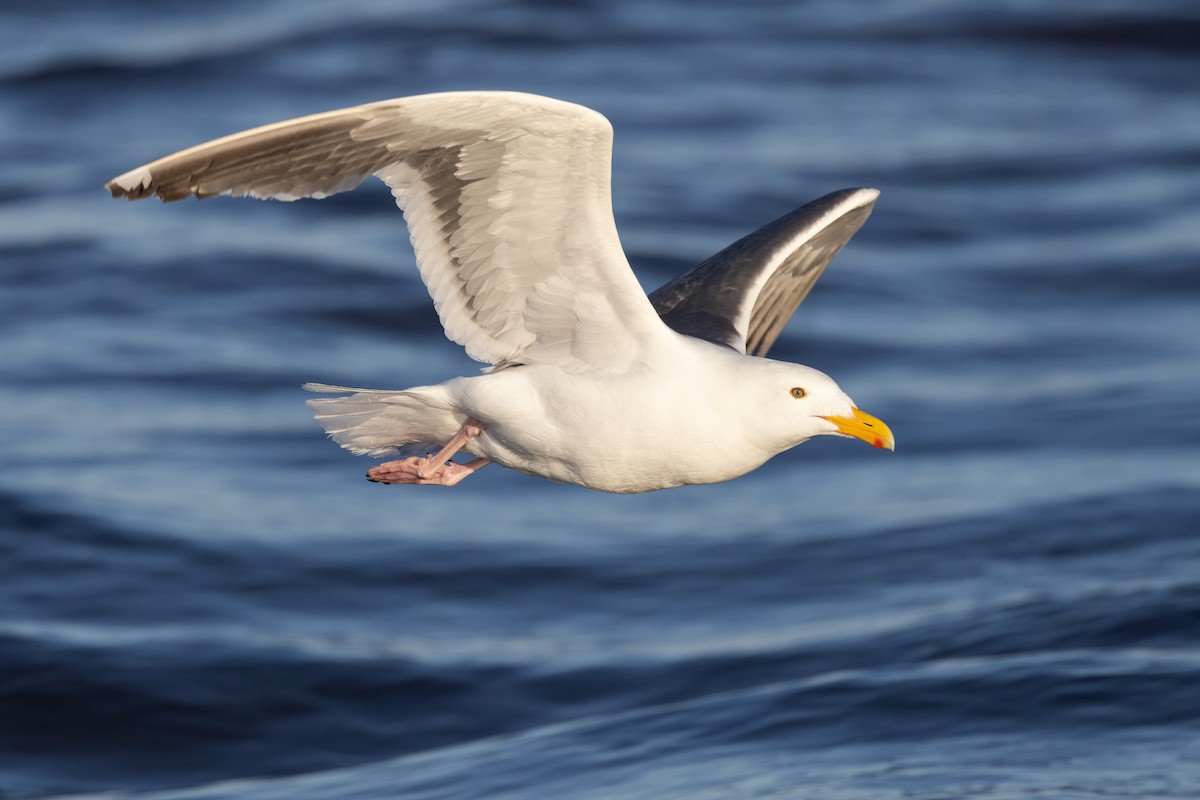 Western Gull - ML460947671