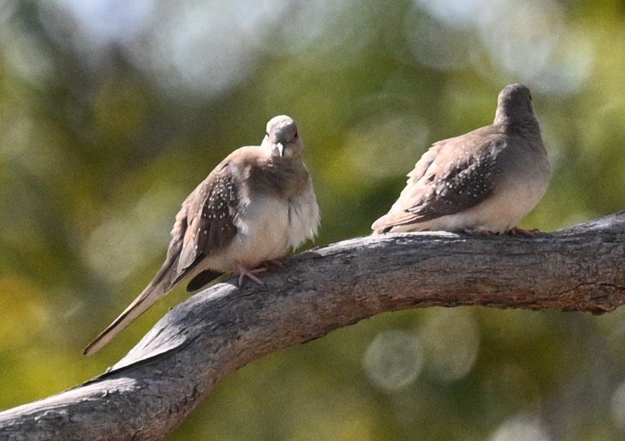 Diamond Dove - ML460947921