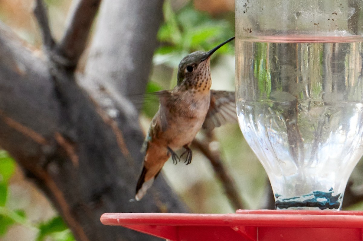 Broad-tailed Hummingbird - ML460948771