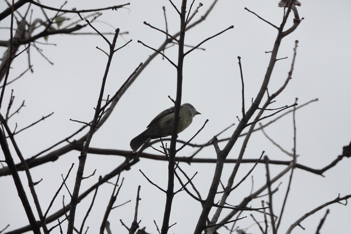 Yellow-bellied Elaenia - ML460949901