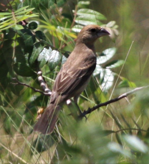 Blue Grosbeak - ML460950391