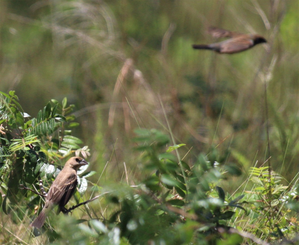 Blue Grosbeak - ML460950411