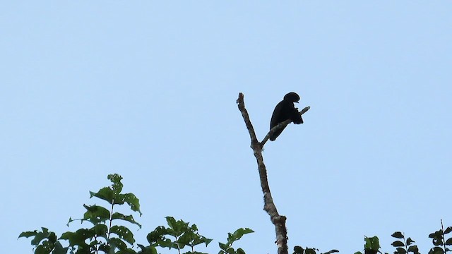 Long-wattled Umbrellabird - ML460950561