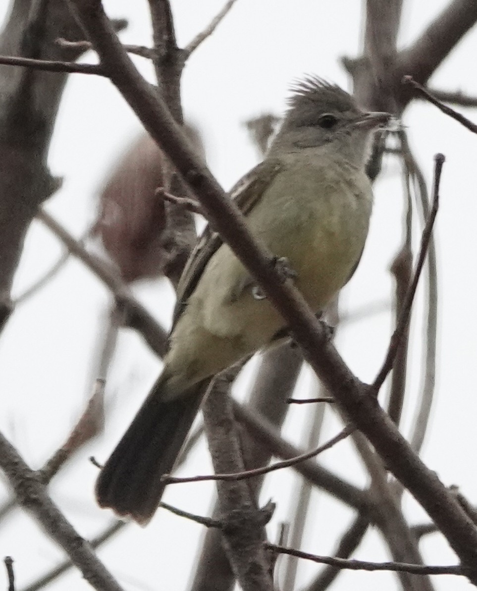 Yellow-bellied Elaenia - ML460950581