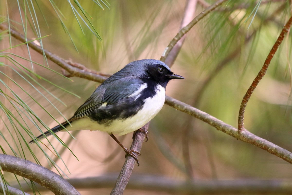 Black-throated Blue Warbler - AMBROSINI FRANCK