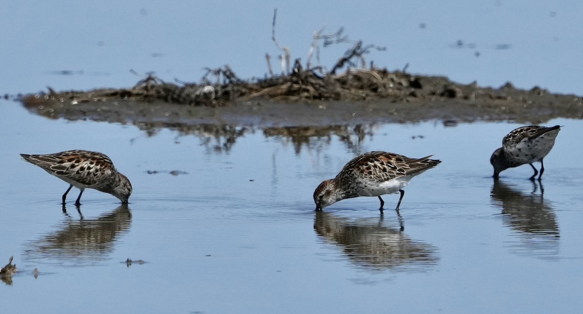 Western Sandpiper - ML460950791