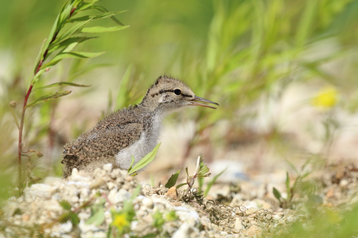 Spotted Sandpiper - ML460950931