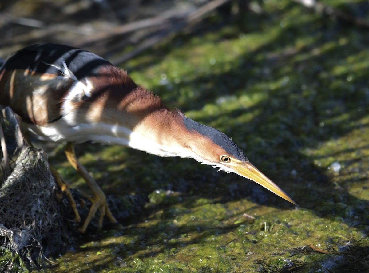 Least Bittern - ML460951341