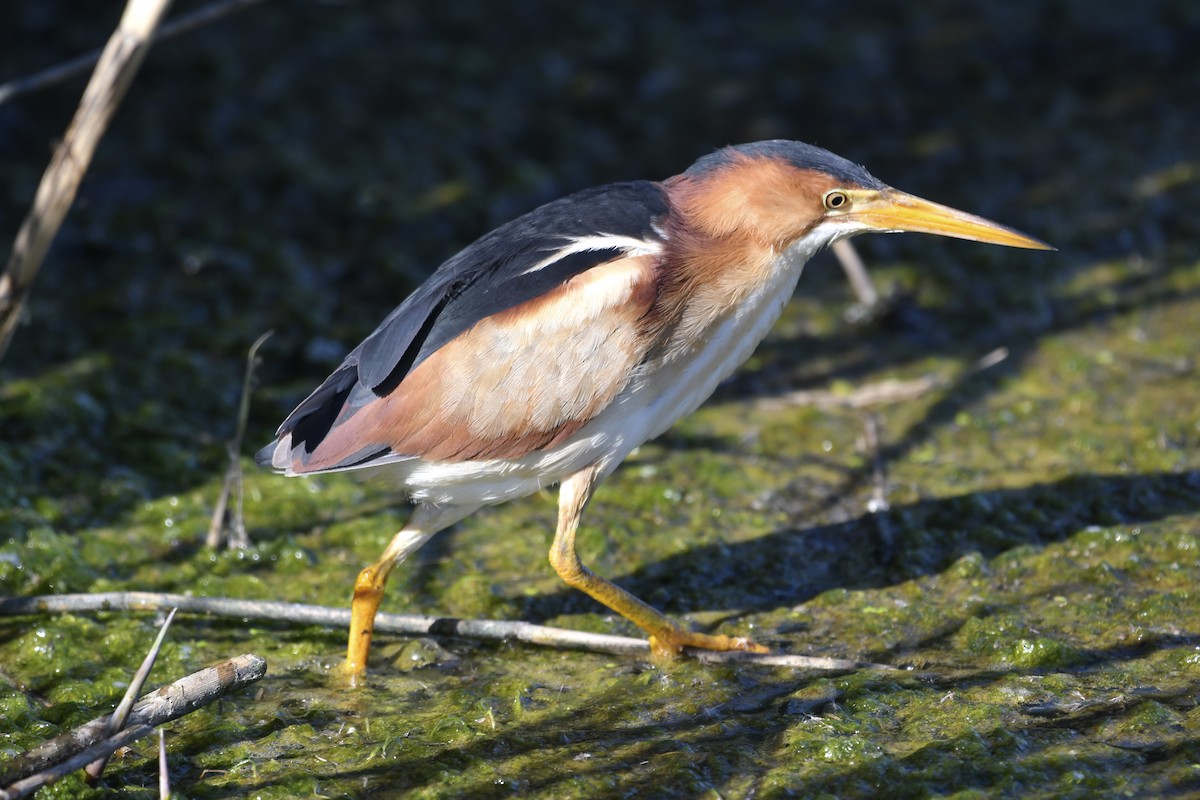 Least Bittern - ML460951351