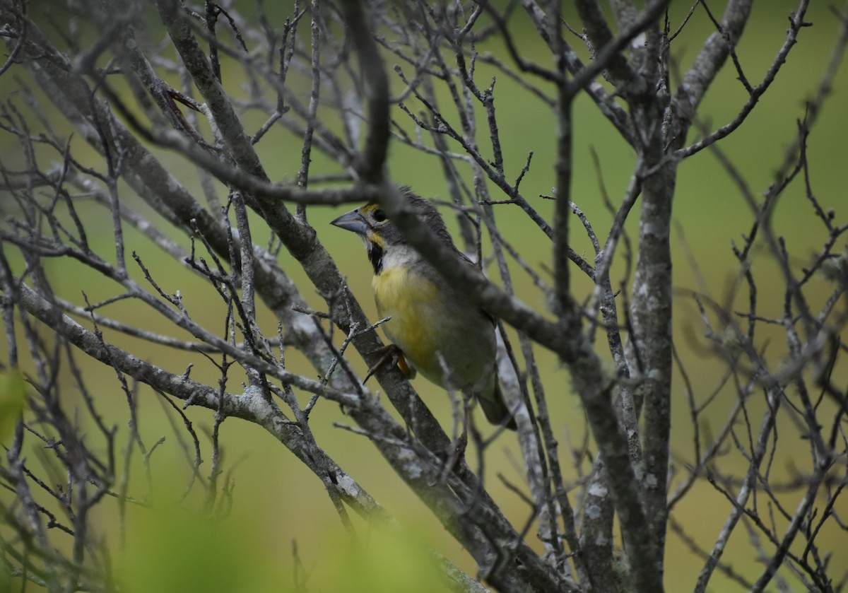 Dickcissel - ML460953411