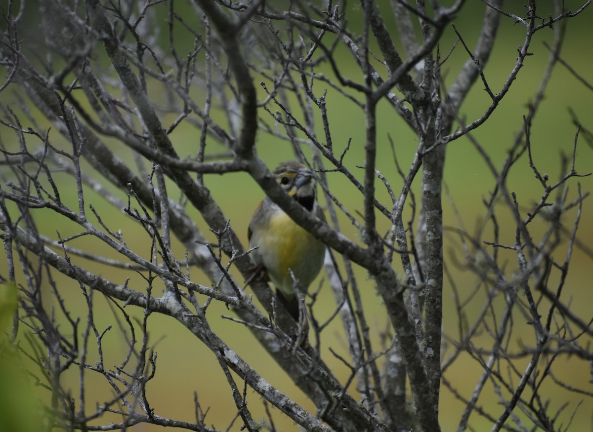 Dickcissel - ML460953421