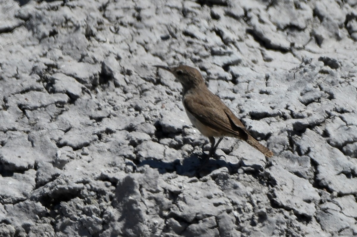 Rock Wren - ML460954301