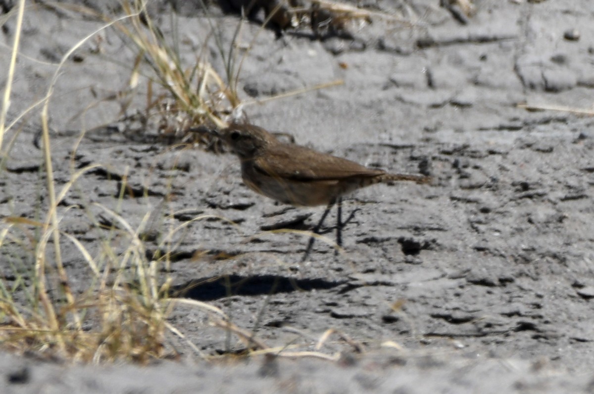 Rock Wren - ML460954311