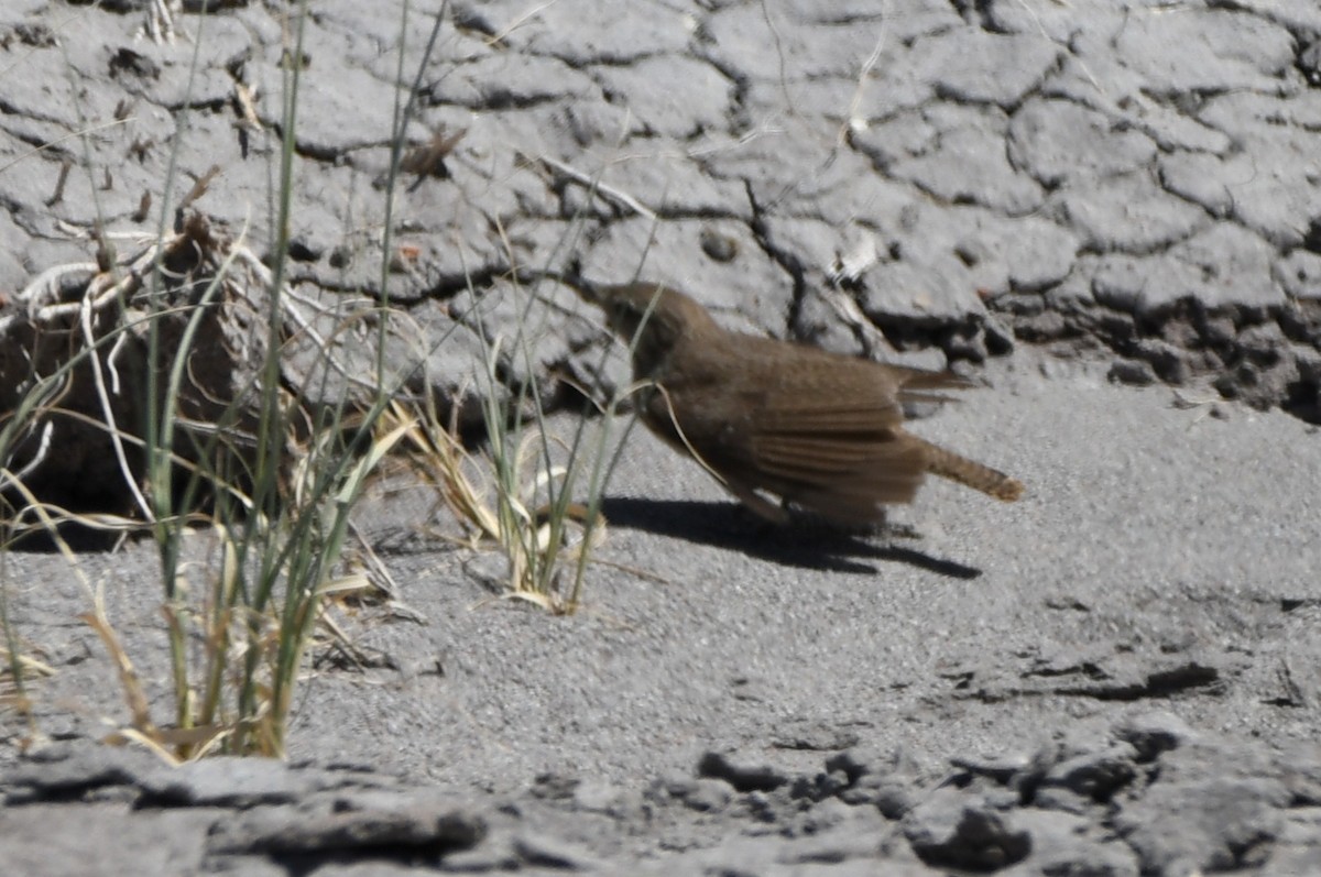 Rock Wren - ML460954471