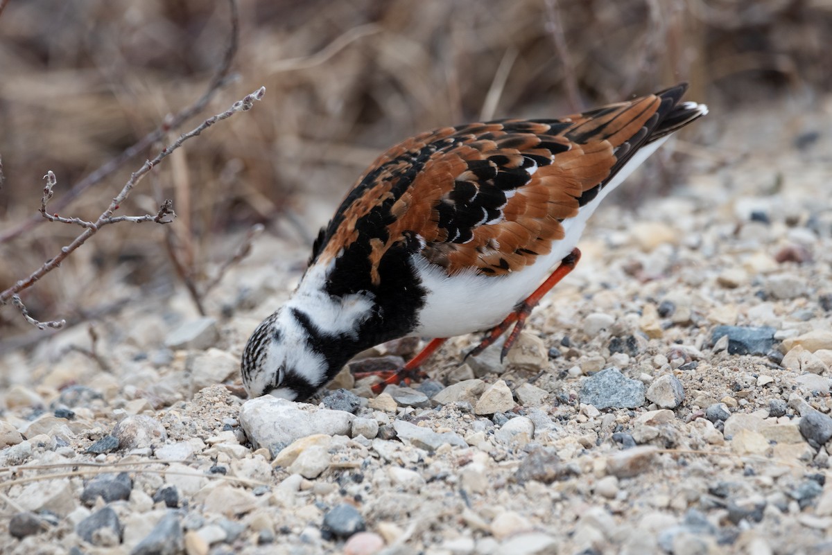 Ruddy Turnstone - ML460954571