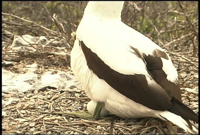 Nazca Booby - ML460955