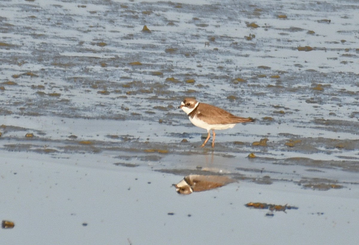 Semipalmated Plover - ML460955741