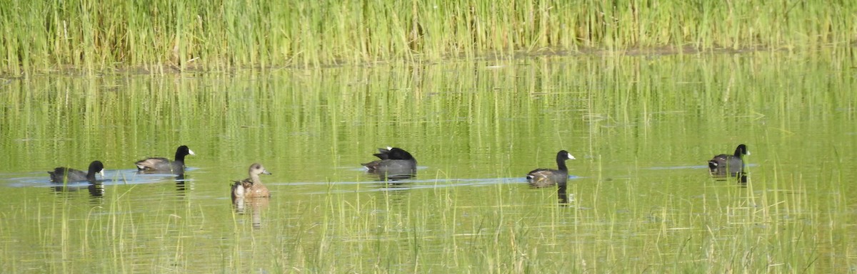 American Wigeon - ML460955861