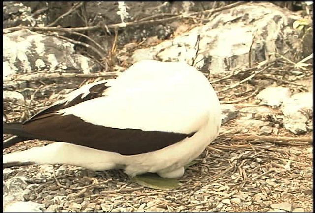 Nazca Booby - ML460956